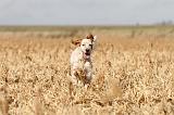 SETTER ANGLAIS 139